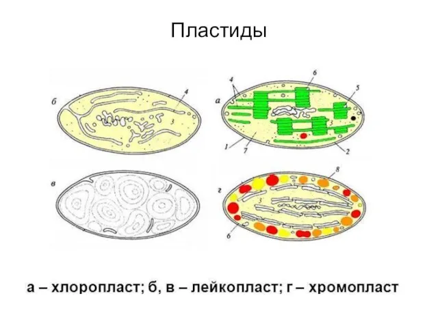 Пластиды