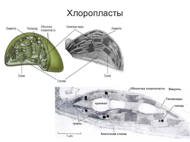 Хлоропласты