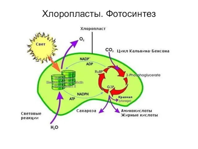 Хлоропласты. Фотосинтез