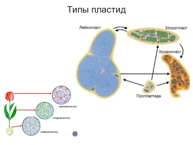 Типы пластид