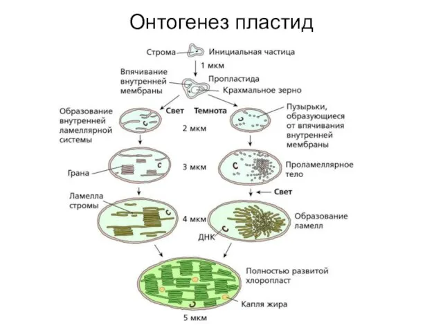 Онтогенез пластид