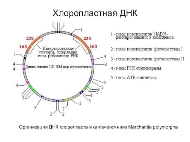 Организация ДНК хлоропласта мха-печеночника Marchantia polymorpha Хлоропластная ДНК