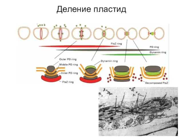 Деление пластид