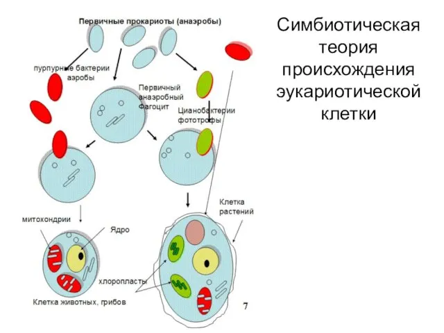 Симбиотическая теория происхождения эукариотической клетки