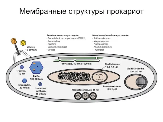 Мембранные структуры прокариот