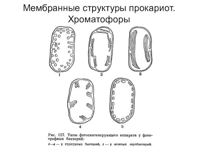 Мембранные структуры прокариот. Хроматофоры