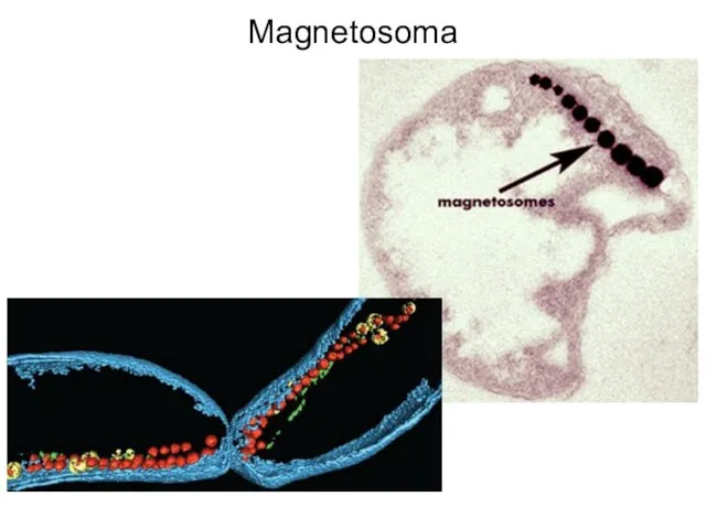 Magnetosoma