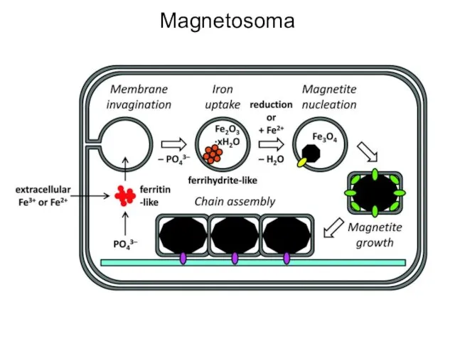 Magnetosoma