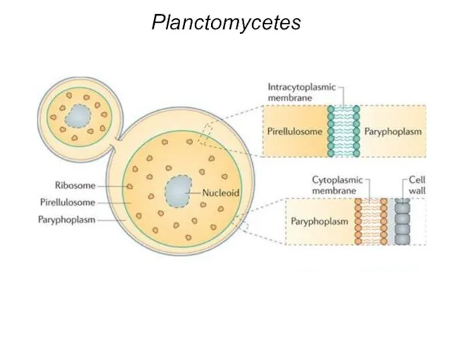 Planctomycetes