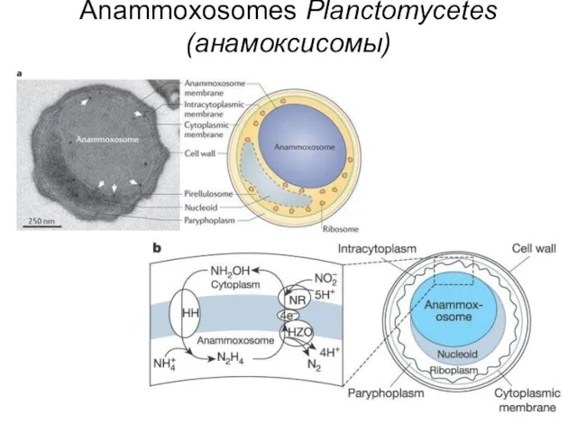 Anammoxosomes Planctomycetes (анамоксисомы)