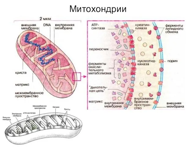 Митохондрии