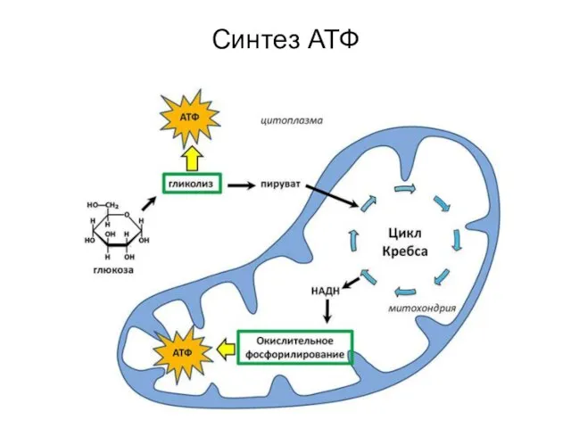 Синтез АТФ