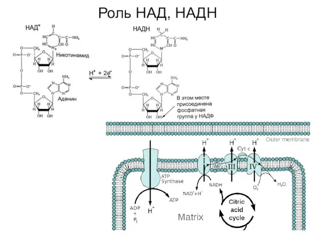 Роль НАД, НАДН