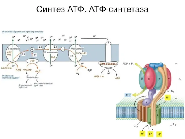 Синтез АТФ. АТФ-синтетаза