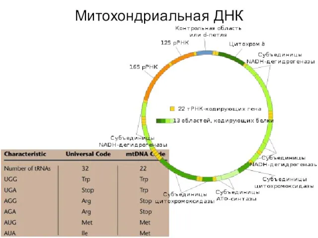 Митохондриальная ДНК