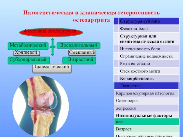 Патогенетическая и клиническая гетерогенность остеоартрита Фенотипы остеоартрита Метаболический Воспалительный Хрящевой Смешанный Субхондральный Возрастной Травматический