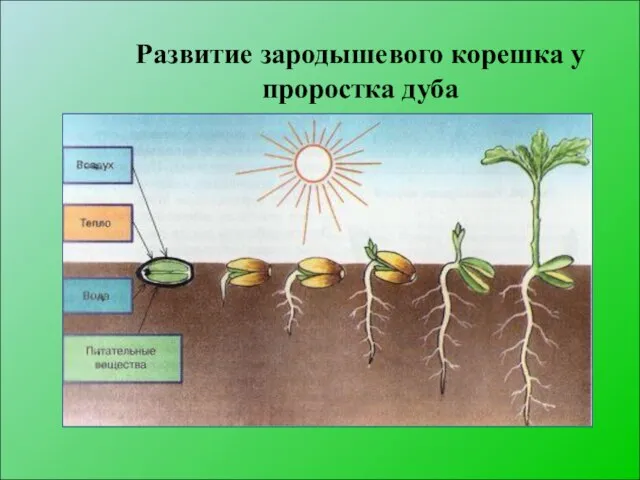 Развитие зародышевого корешка у проростка дуба