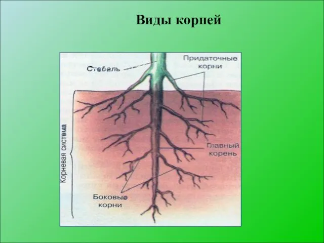 Виды корней