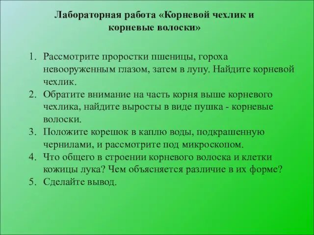 Лабораторная работа «Корневой чехлик и корневые волоски» Рассмотрите проростки пшеницы, гороха