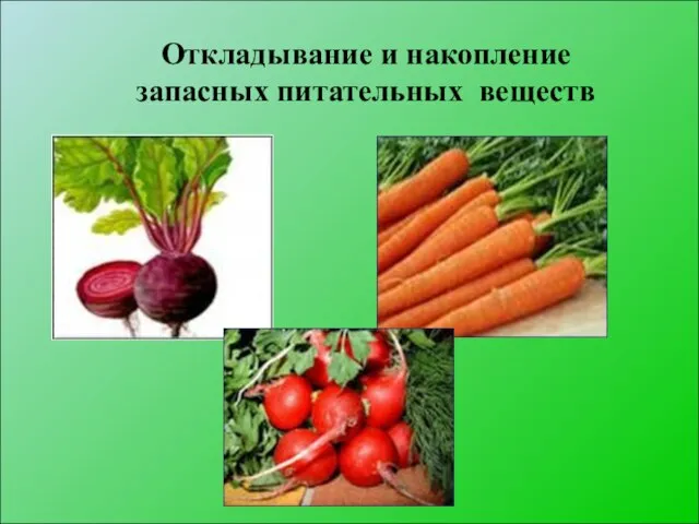 Откладывание и накопление запасных питательных веществ