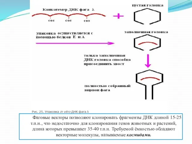 Фаговые векторы позволяют клонировать фрагменты ДНК длиной 15-25 т.п.н., что недостаточно