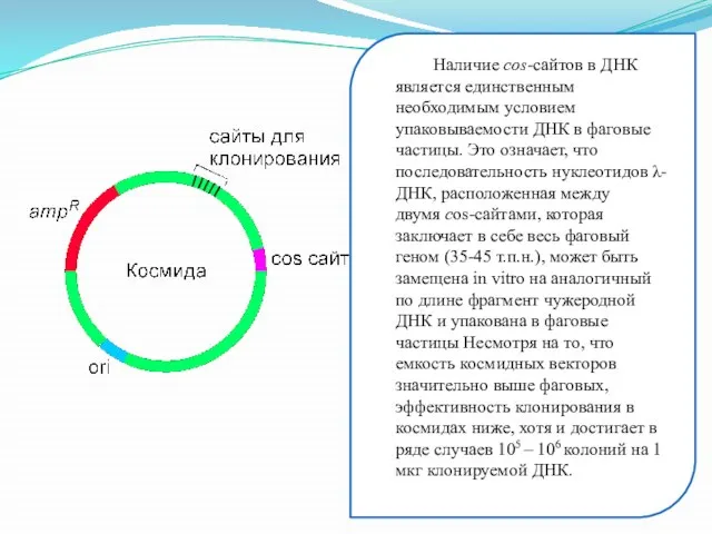 Наличие cos-сайтов в ДНК является единственным необходимым условием упаковываемости ДНК в