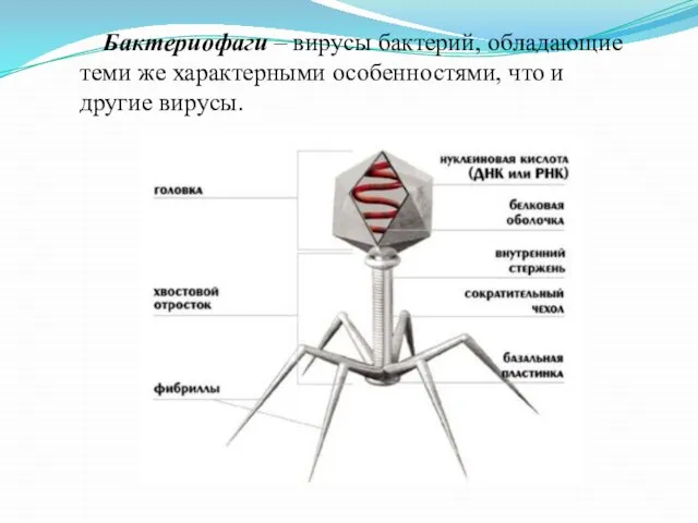 Бактериофаги – вирусы бактерий, обладающие теми же характерными особенностями, что и другие вирусы.