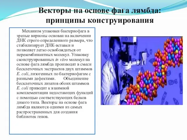 Векторы на основе фага лямбда: принципы конструирования Механизм упаковки бактериофага в