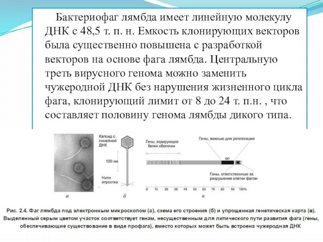 Бактериофаг лямбда имеет линейную молекулу ДНК с 48,5 т. п. н.