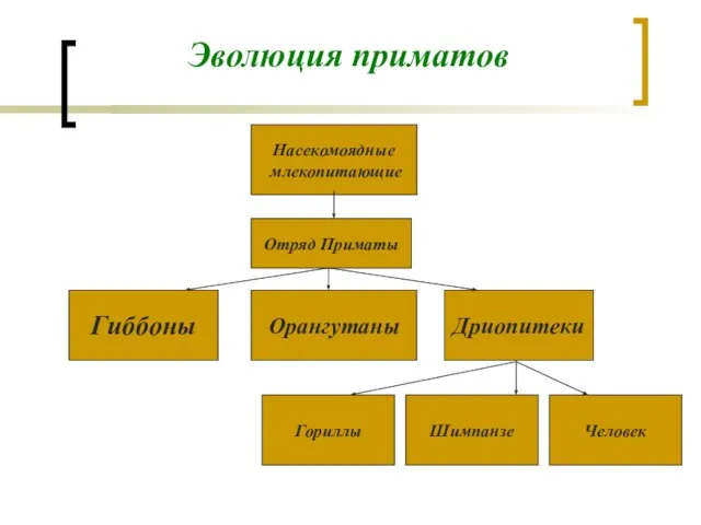 Эволюция приматов Насекомоядные млекопитающие Отряд Приматы Орангутаны Дриопитеки Гиббоны Гориллы Шимпанзе Человек