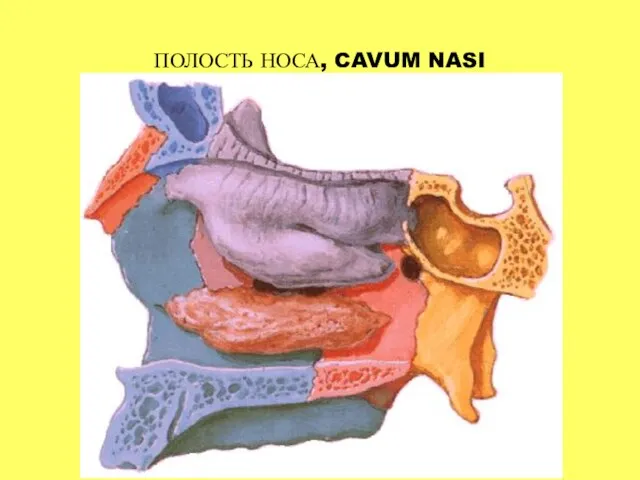 ПОЛОСТЬ НОСА, CAVUM NASI