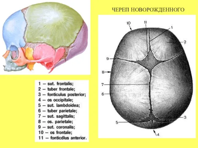 ЧЕРЕП НОВОРОЖДЕННОГО