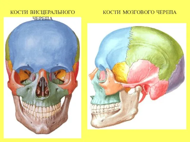 КОСТИ ВИСЦЕРАЛЬНОГО ЧЕРЕПА КОСТИ МОЗГОВОГО ЧЕРЕПА