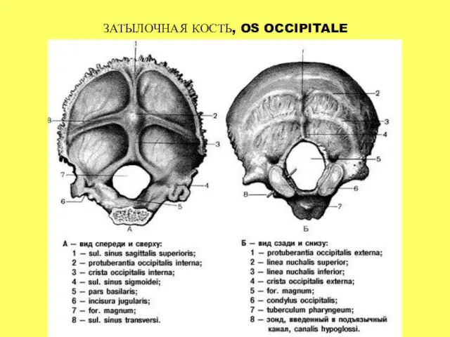 ЗАТЫЛОЧНАЯ КОСТЬ, OS OCCIPITALE