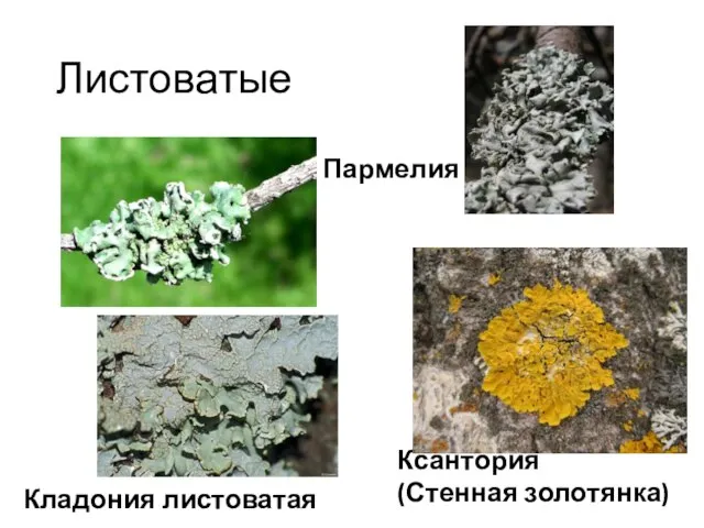 Листоватые Кладония листоватая Ксантория (Стенная золотянка) Пармелия