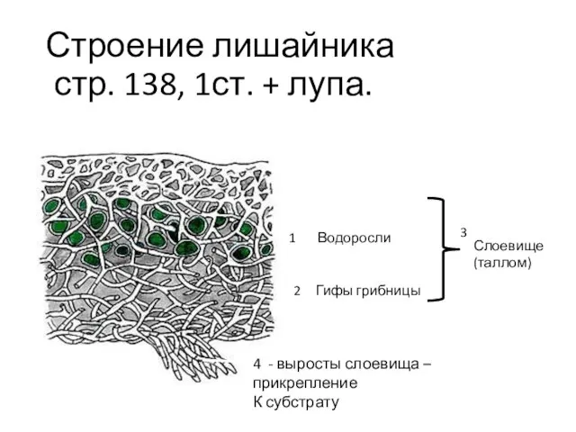 Строение лишайника стр. 138, 1ст. + лупа. Водоросли Гифы грибницы Слоевище