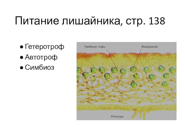 Питание лишайника, стр. 138 Гетеротроф Автотроф Симбиоз