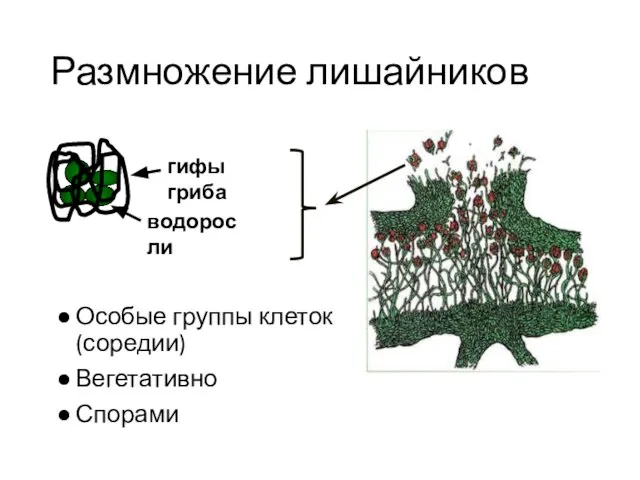 Размножение лишайников Особые группы клеток (соредии) Вегетативно Спорами гифы гриба водоросли