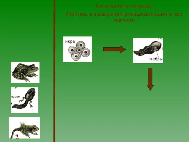 Как рождается лягушка? Расставь в правильной последовательности все картинки
