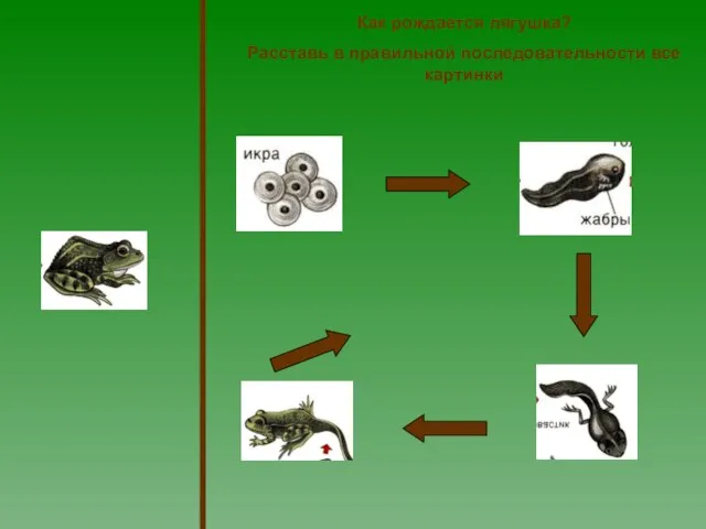Как рождается лягушка? Расставь в правильной последовательности все картинки