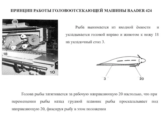 ПРИНЦИП РАБОТЫ ГОЛОВООТСЕКАЮЩЕЙ МАШИНЫ BAADER 424 Рыба вынимается из входной ёмкости