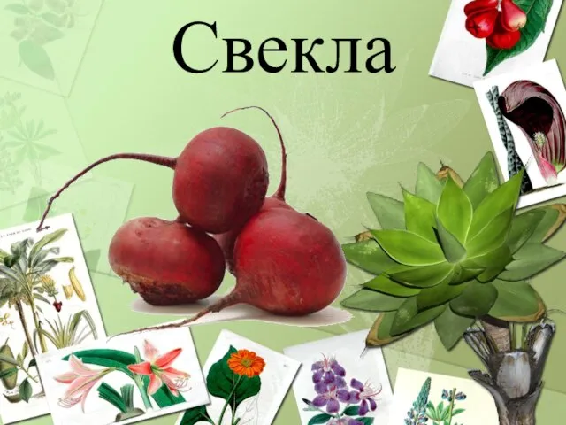 Свекла