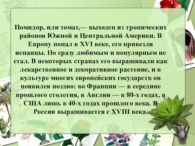 Помидор, или томат,— выходец из тропических районов Южной и Центральной Америки.