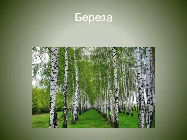 Береза