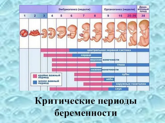 Критические периоды беременности