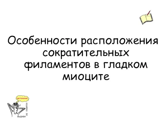 Особенности расположения сократительных филаментов в гладком миоците