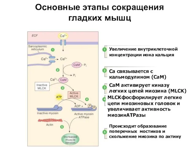 Основные этапы сокращения гладких мышц Figure 12-28: Smooth muscle contraction Увеличение