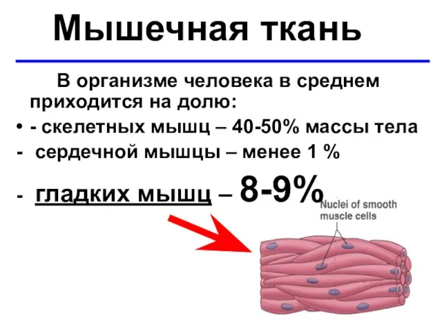 Мышечная ткань В организме человека в среднем приходится на долю: -