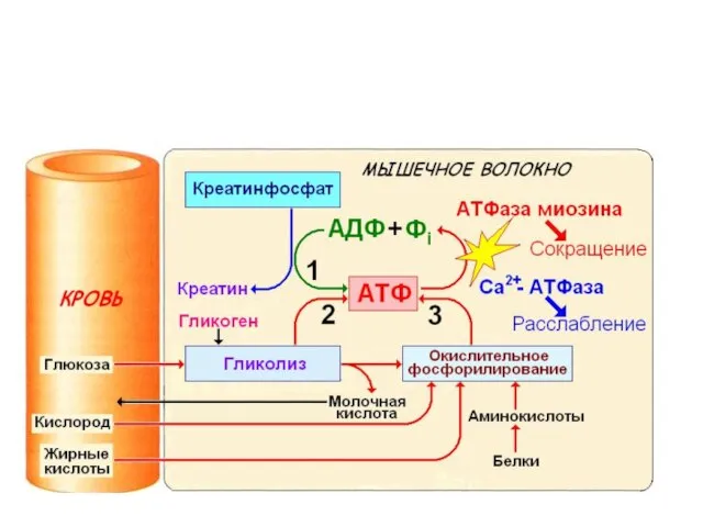 Три системы синтеза и ресинтеза АТФ при мышечном сокращении: 1 –