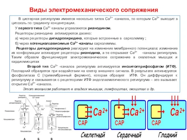 Виды электромеханического сопряжения В цистернах ретикулума имеется несколько типов Са2+ -каналов,